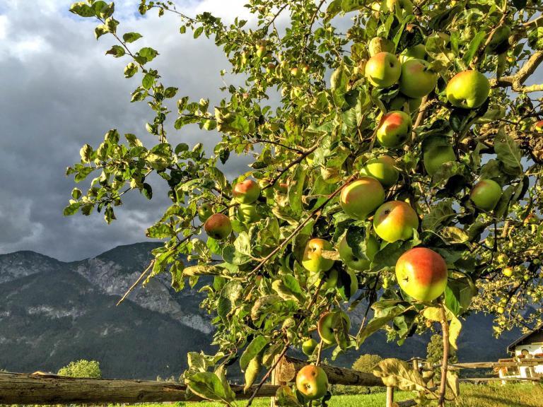 Äpfel vom Hotelgarten