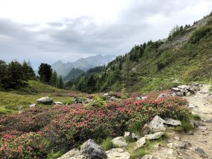 Almrosen am Zirbenweg